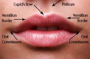 dudak anatomisi