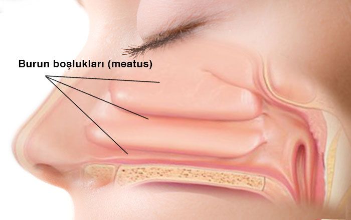 burun boşlukları