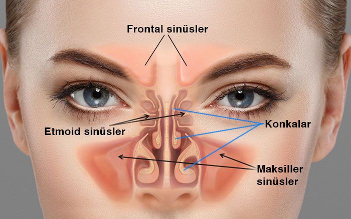 burun sinüsleri