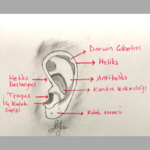 Kulak anatomisi